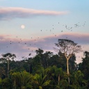 puerto-maldanado-manu-national-park-perou