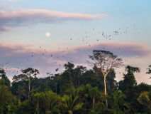 puerto-maldanado-manu-national-park-perou