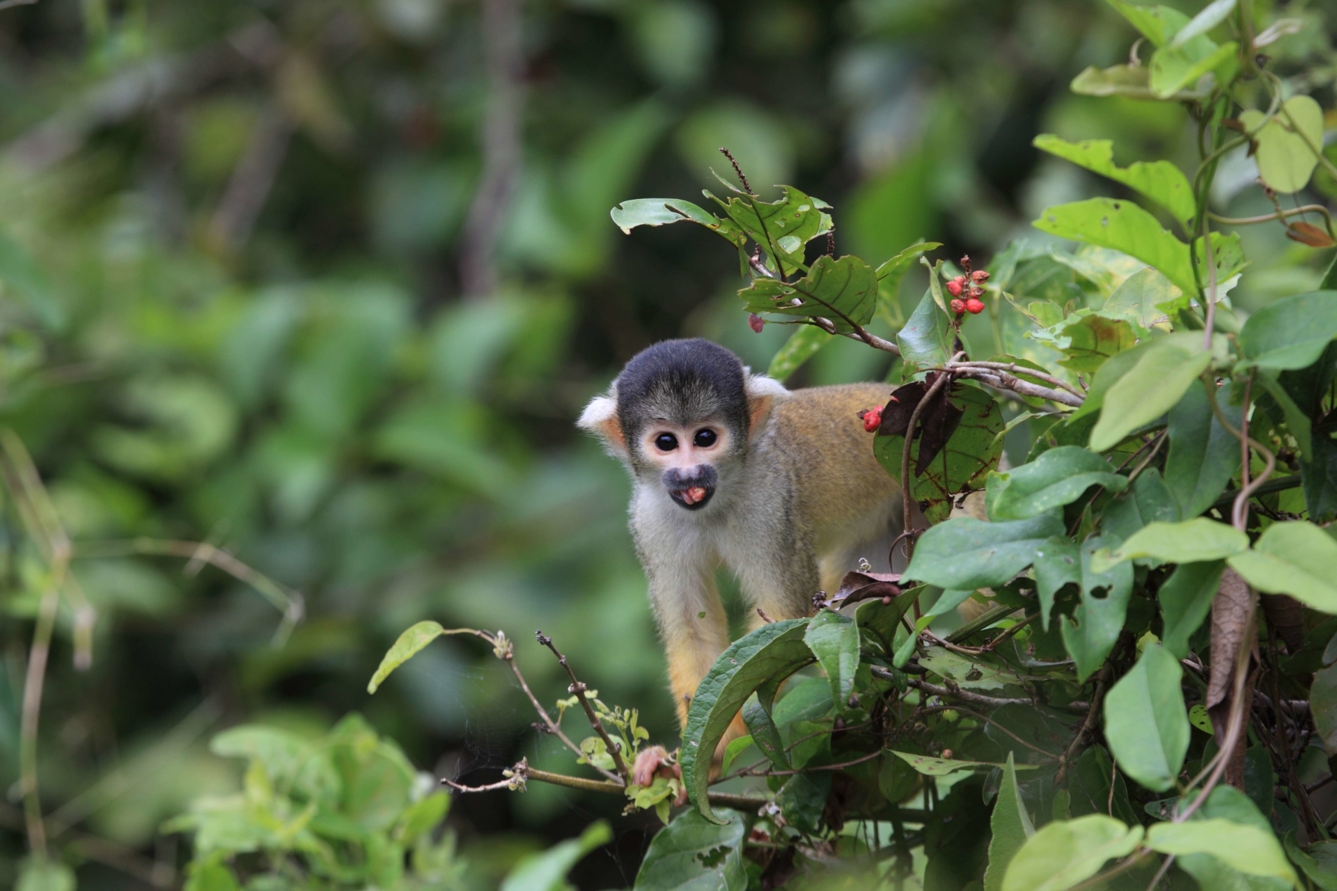 singe-amazonie-perou