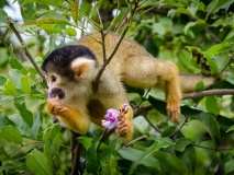 singe-puerto-maldonado-amazonie-perou