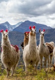 troupeau-lama-andes-perou