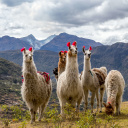 troupeau-lama-andes-perou