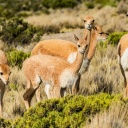 vicunas-altiplano-perou