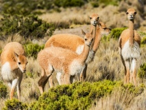 vicunas-altiplano-perou