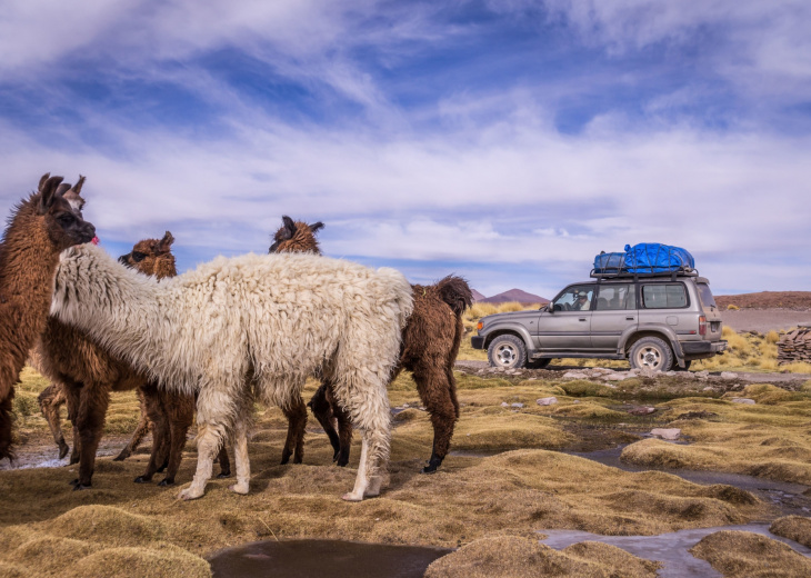 voiture-4x4-lama-andes-perou