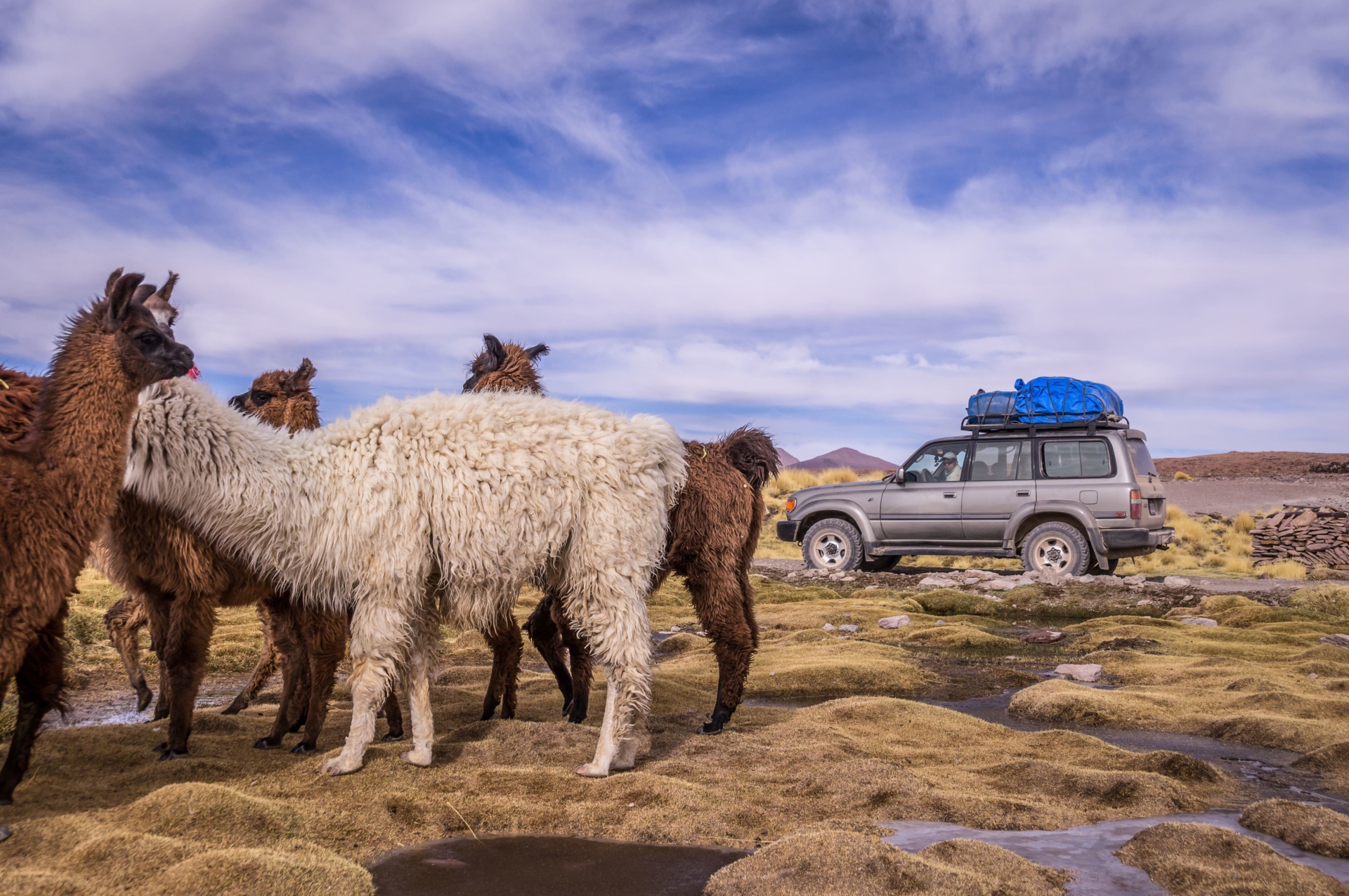 voiture-4x4-lama-andes-perou