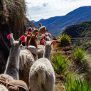 Lamas Pérou
