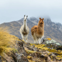 perou-lama-montagne